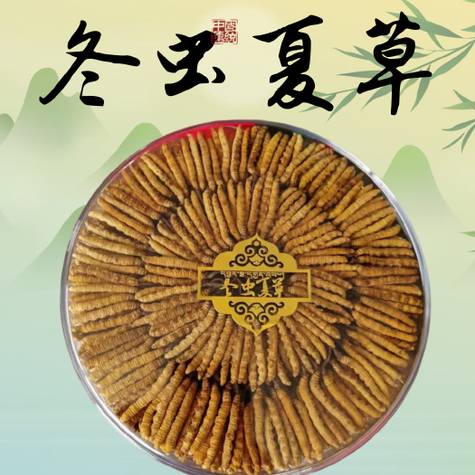 昆明2024西藏那曲冬虫夏草，干虫草