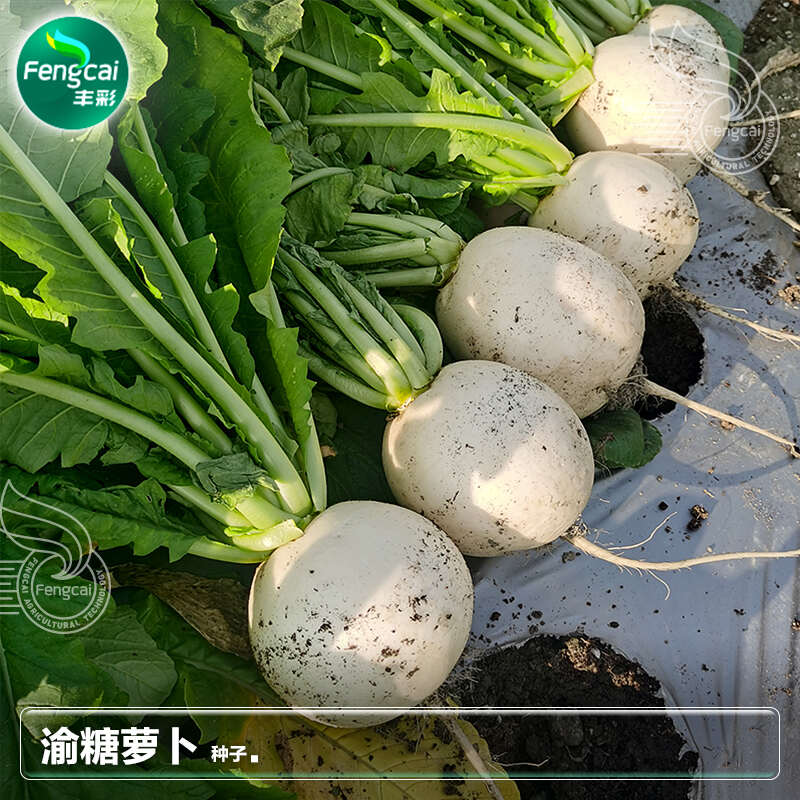春不老萝卜种子 重庆冰糖萝卜种子 中熟味甜化渣 叶色黄白色