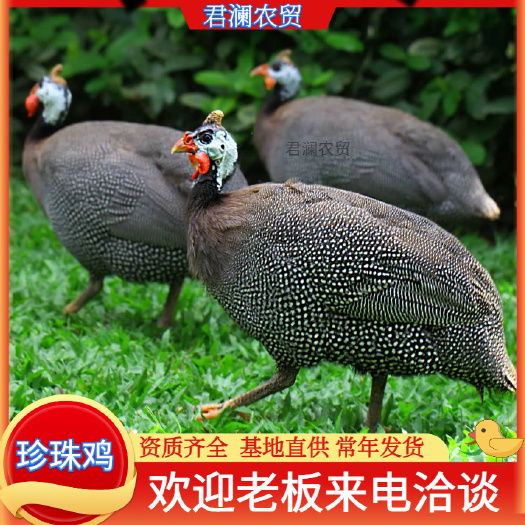 江门珍珠鸡养殖场直发量大从优活体白条