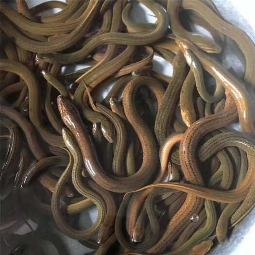 黄鳝苗优质快速生长黄鳝苗加大号