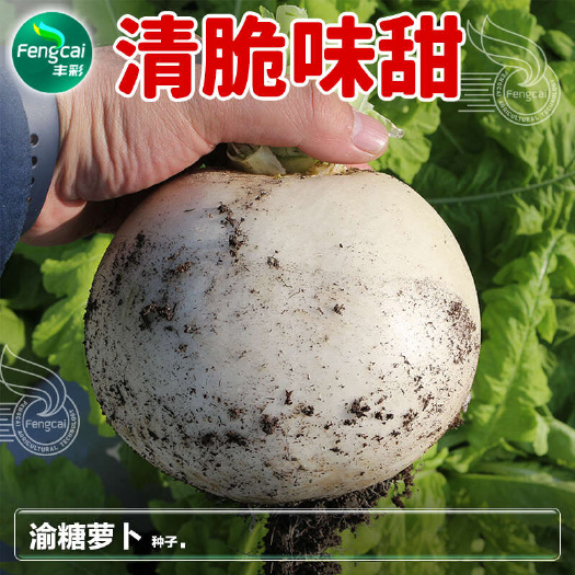 春不老萝卜种子 重庆冰糖萝卜种子 中熟味甜化渣 叶色黄白色