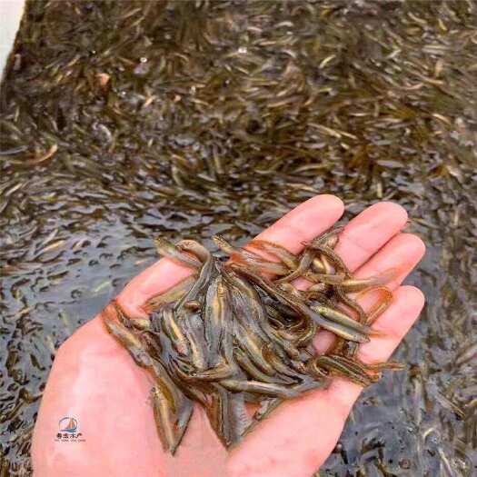 泥鳅苗大量批发可以快递可送货上门