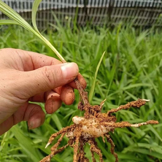 仁寿县紫花三叉大白芨