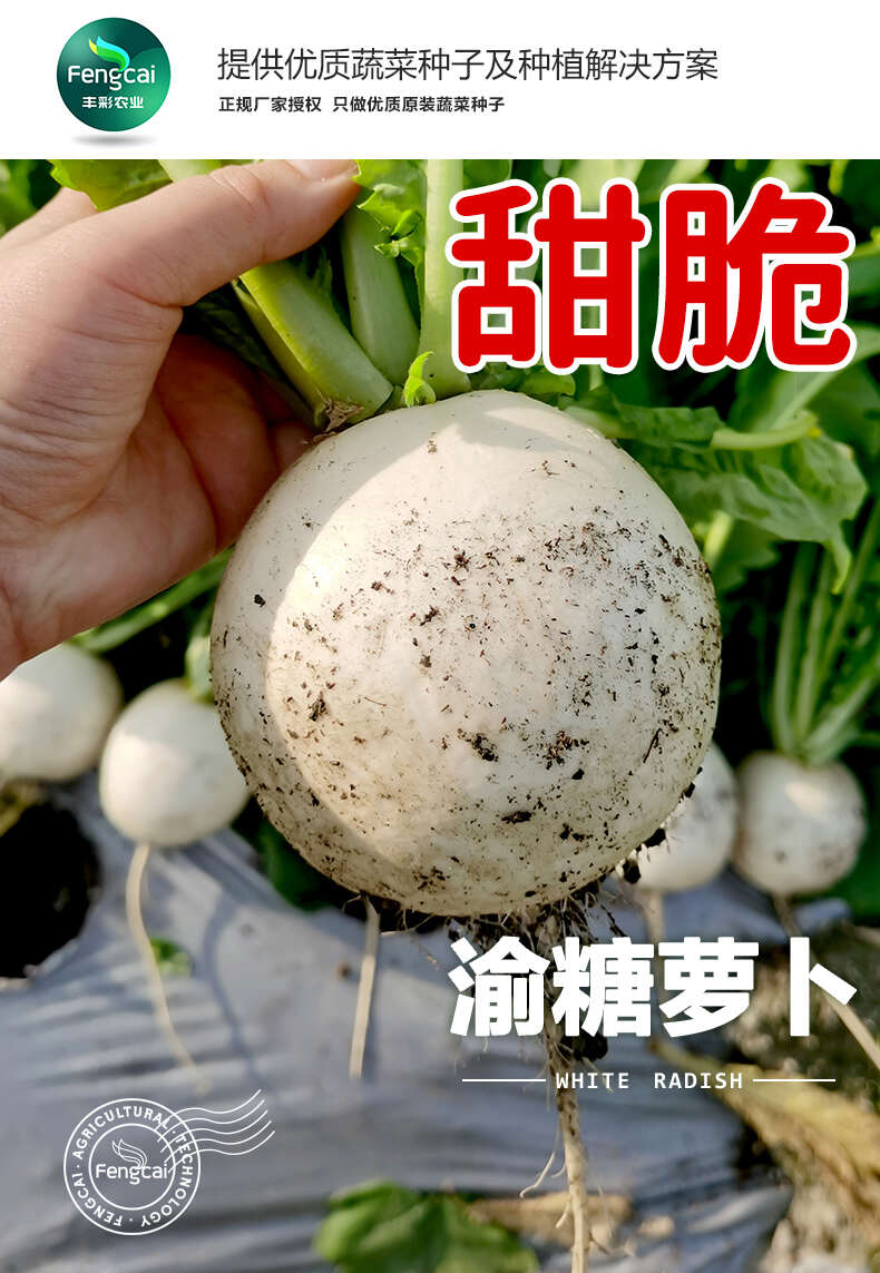 春不老萝卜种子 重庆冰糖萝卜种子 中熟味甜化渣 叶色黄白色