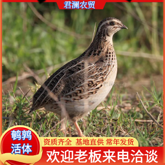 江门法国肉鹌鹑重量4-6两