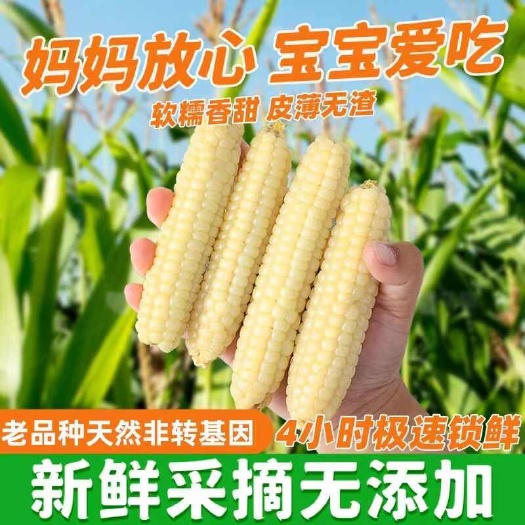 昆明云南西双版纳拇指小玉米新鲜傣家香糯玉米小手指迷你袖珍儿童玉米