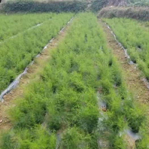长沙天冬种苗