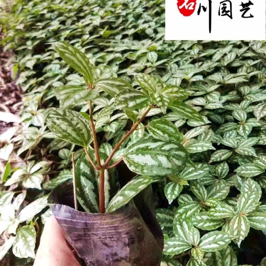 成都成都冷水花种植基地 自产自销 地被绿化观赏草 量大优惠