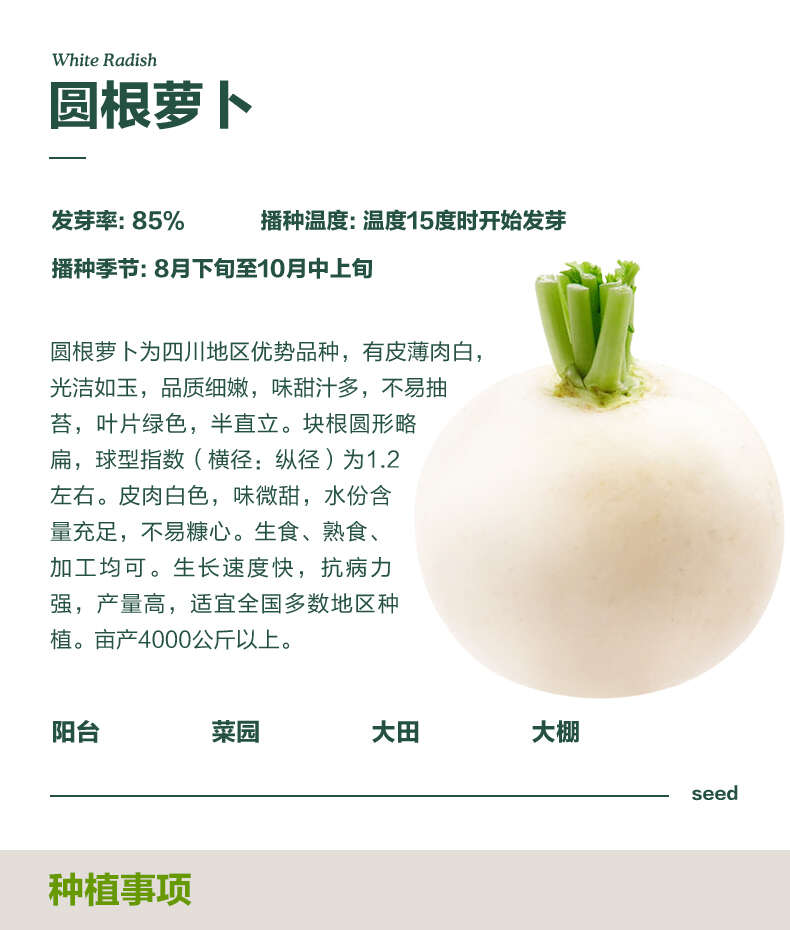 春不老萝卜种子 重庆冰糖萝卜种子 中熟味甜化渣 叶色黄白色