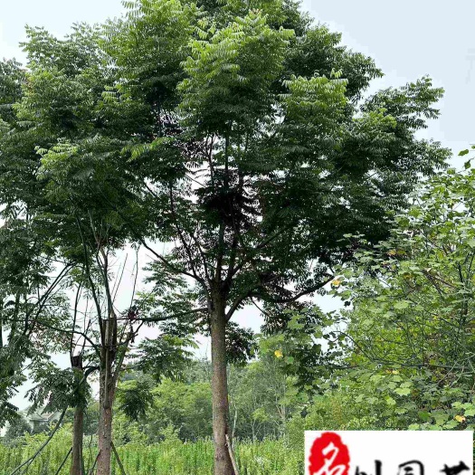 栾树8-25公分价格行情 成都栾树苗木基地直销 工程园林绿化