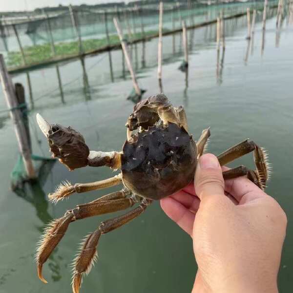 苏州市阳澄湖镇大闸蟹蟹农自产自销一手货源礼盒包装，批发、团