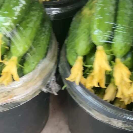 绥中县绥中旱黄瓜，品质保证价格优惠，