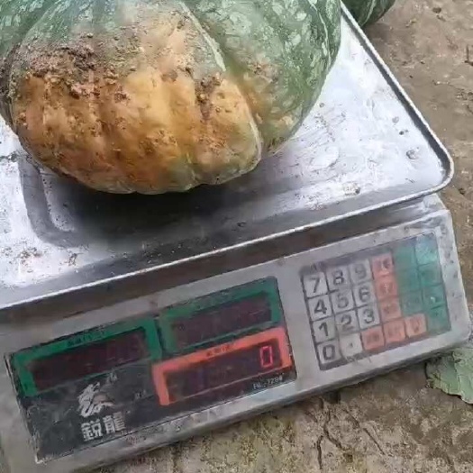 板栗南瓜大量有，大瓜小瓜管够，贝贝也多