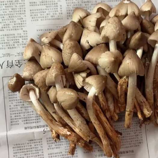 博罗县野生五月姑鸡肉春