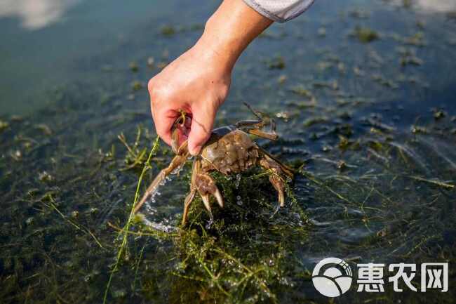 苏州市阳澄湖镇大闸蟹产地直发 顺丰冷链新鲜到家 精品礼盒