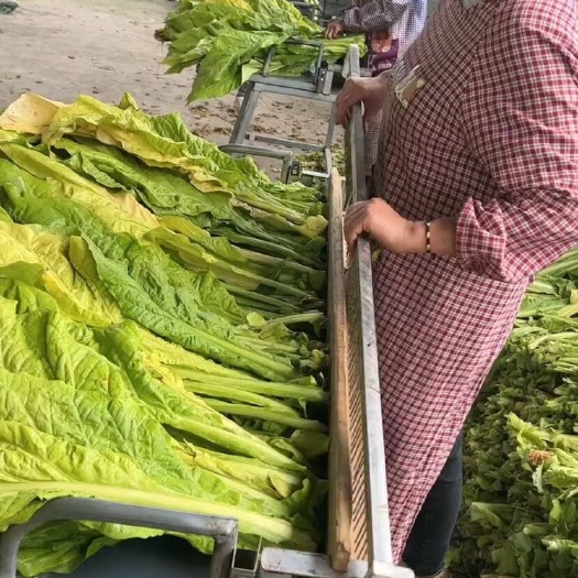 烤烟夹烟叶夹烟夹