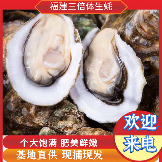 诏安县福建生蚝 三倍体 肉肥美 烧烤摆摊专用全国发货 量大从优