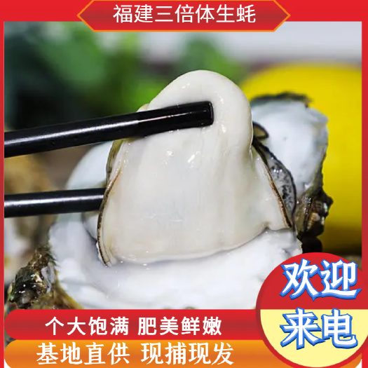 诏安县生蚝肉 海蛎煎 海蛎肉 蚵仔煎