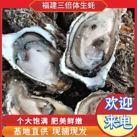 诏安县福建小蚝  肉肥美 烧烤摆摊专用全国发货 量大从优