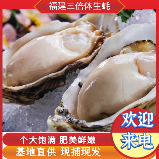 诏安县福建牡蛎，半壳生蚝，烧烤地摊，量大有货