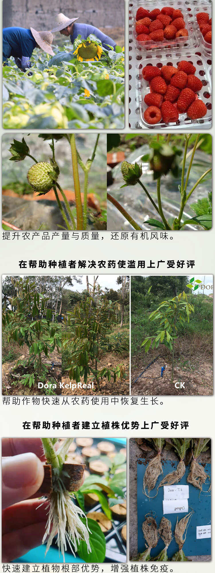 朵拉钙美丰鳌合钙镁肥中量元素水溶肥料 膨果增甜防裂果