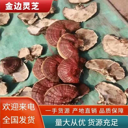 冠县金边灵芝