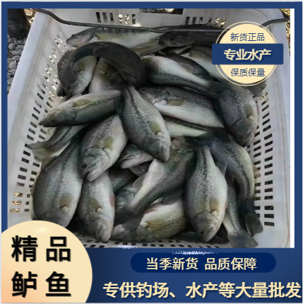 重庆市【鲈鱼】精品大量鲈鱼批发，品质优，量大批发，好货不贵