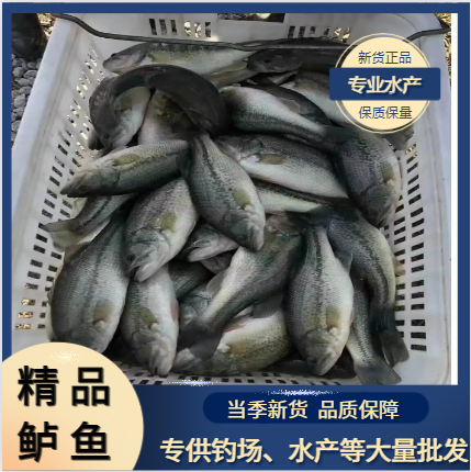 【鲈鱼】精品大量鲈鱼批发，品质优，量大批发，好货不贵