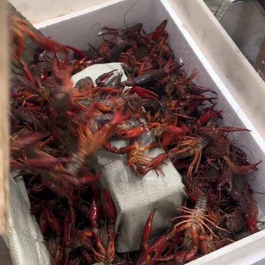 潜江市潜江小龙虾，炮头