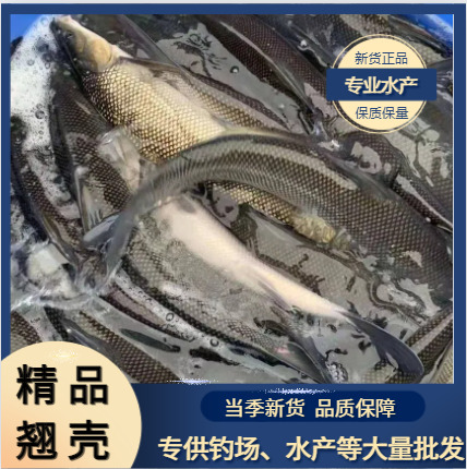 重庆市【翘壳】水库翘 长年供应各种规格草鱼鲤鱼鲫鱼等各种鱼欢迎进店