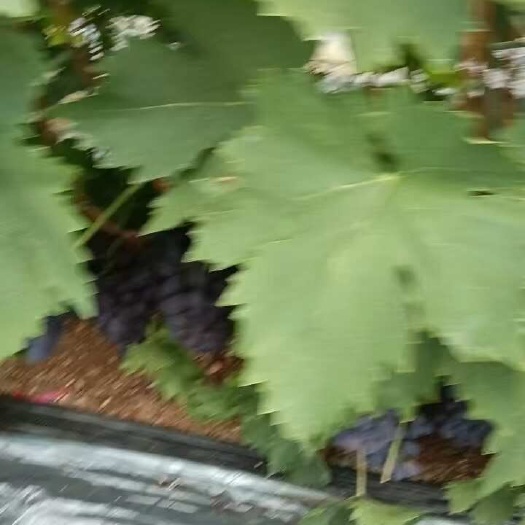 莒县玫瑰香葡萄