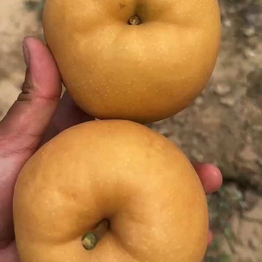 睢宁县新高梨
