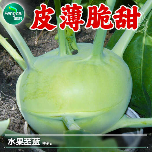 绵阳天津水果苤蓝种子 球茎大 整齐性好 不易裂球 皮薄脆甜