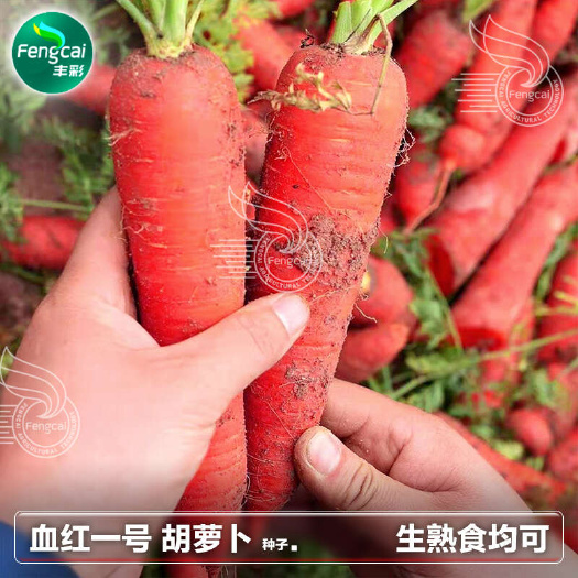 绵阳四川胡萝卜种子 血红一号 表皮及肉质特别鲜红 生熟食均宜