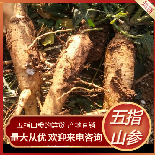 临沂五指山参片 自然晾晒 天然食品 欢迎用户来电咨询
