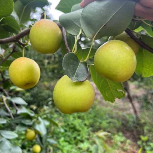 盐边县自己父母种植的早熟梨【小迷梨】大约有两千斤左右，需要的老板联