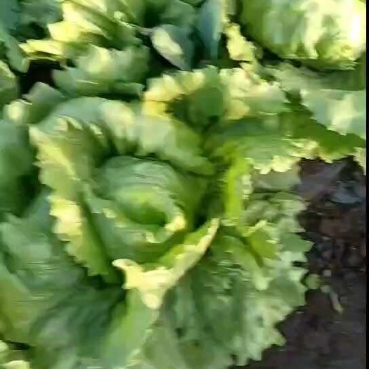 沽源县球生菜上市，￼坝上各种蔬菜上市中