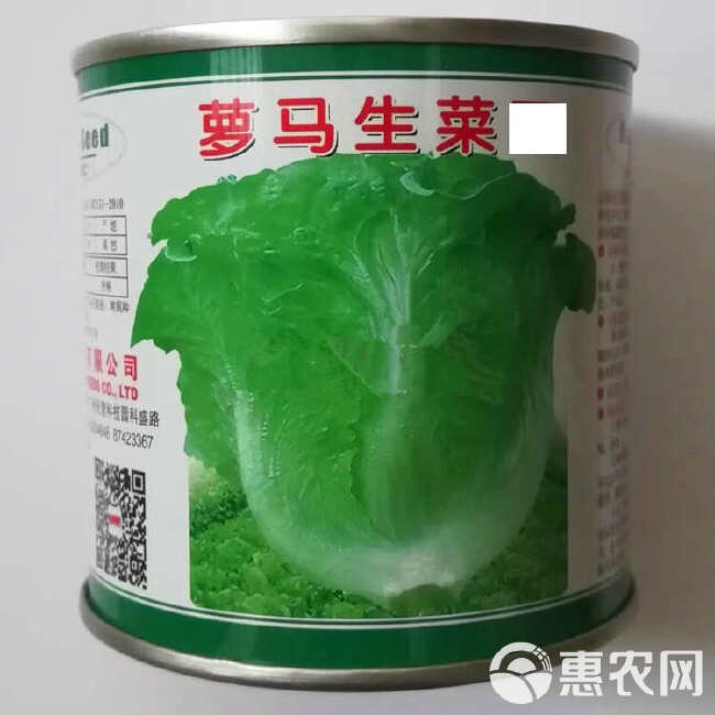 罗马生菜种子 耐热耐寒耐抽苔 爽脆味香 抗病 生长快