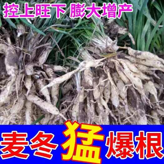 麦冬专用肥料【麦冬粒粒饱】膨大素增产增收膨果促根壮苗根茎膨大