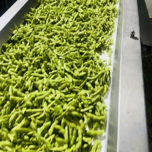 郯城毛豆大量上市，颜色青