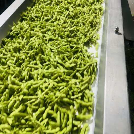 长沙郯城毛豆大量上市，颜色青