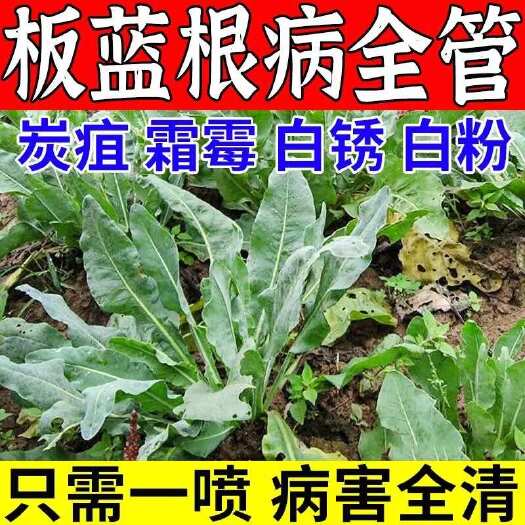 栾川县板蓝根专用药板蓝根病全治根腐病霜霉病菌核病灰斑病菜粉蝶杀菌剂