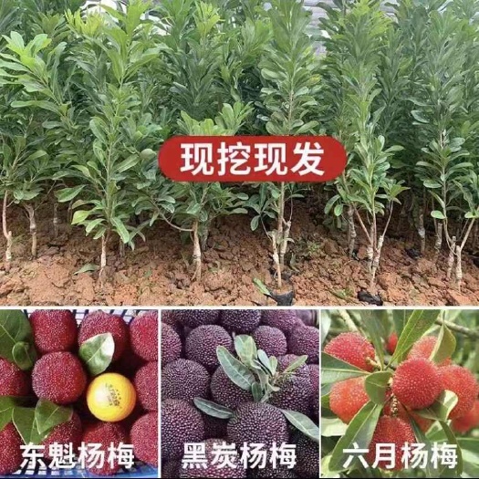 灵山县全年供应东魁黑炭杨梅树苗嫁接苗杯苗(基地直发)