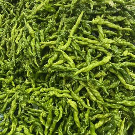 螺丝椒大量8月中旬到11月底