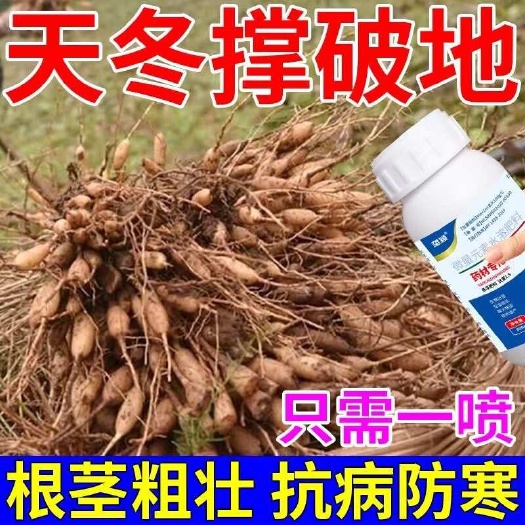 天冬膨大素地下猛长药材膨大素壮苗快速生根剂天冬地下养根宝肥料