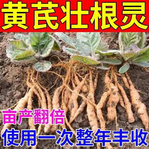 栾川县黄芪专用膨大素中药材根茎膨大剂促根壮苗快速膨大茎秆粗壮增产肥