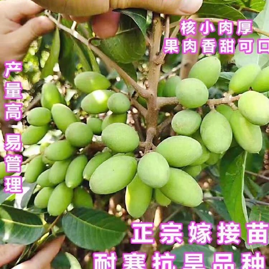 灵山县全年供应黄橄榄杯苗（苗圃直发）