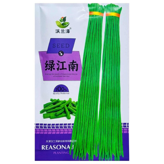 绿江南四季播种无鼠尾结荚多整齐青绿色耐热耐湿早熟高产抗病抗寒
