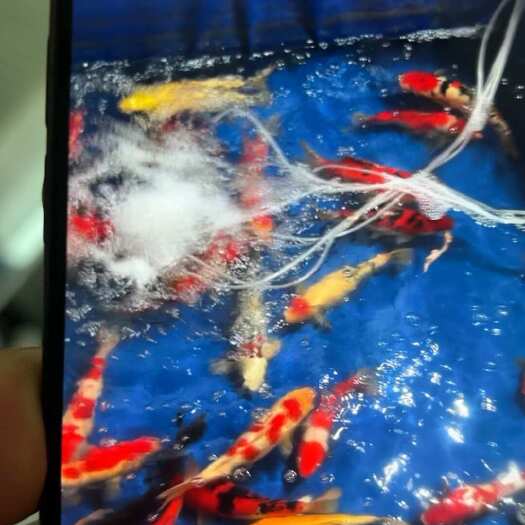 开封锦鲤红白大正