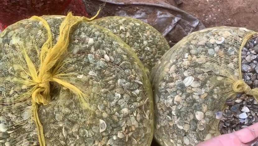 遂溪县蛤蜊苗，花甲苗，长期大量供应